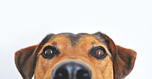 Hund
